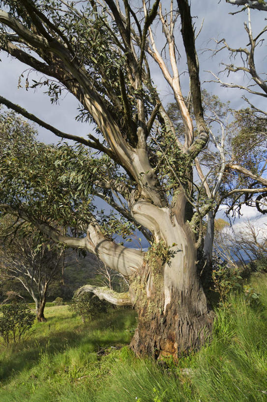 无人,竖图,室外,白天,正面,旅游,度假,草地,草坪,美景,植物,澳大利亚,阴影,光线,影子,景观,云,云朵,树桩,枝条,云彩,娱乐,草,树,树干,树木,树枝,蓝色,绿色,白云,蓝天,天空,阳光,自然,天,享受,休闲,木桩,景色,放松,生长,晴朗,成长,自然风光,大洋洲,澳洲,南方大陆,桉树,澳大利亚联邦,新州,尤加利,新南威尔士,新南威尔士州,虬枝,枝杈,晴空,彩图