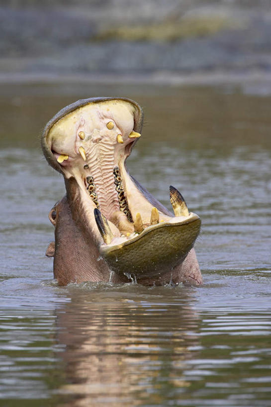 无人,竖图,室外,白天,正面,旅游,度假,河流,美景,水,哺乳动物,河马,野生动物,非洲,坦桑尼亚,阴影,波纹,光线,影子,河水,景观,水流,娱乐,一只,倒影,水纹,阳光,自然,动物,波浪,张嘴,享受,休闲,景色,放松,倒映,吼叫,自然风光,凶猛,张大嘴巴,东非,坦桑尼亚联合共和国,反照,残暴,凶残,张开嘴,抬头,仰头,半身,彩图