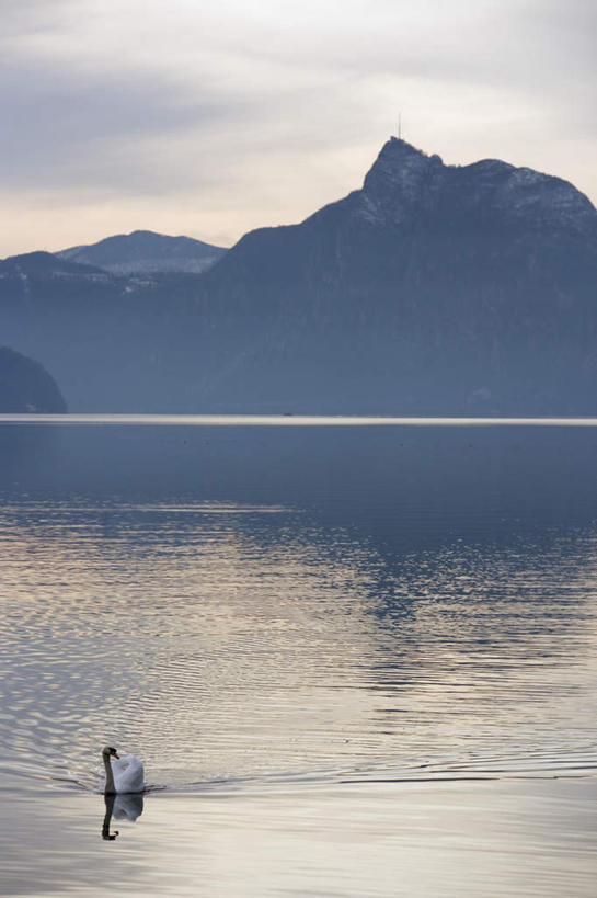 游泳,无人,竖图,室外,白天,正面,旅游,度假,湖,湖泊,美景,山,山脉,水,鹅,鸟,瑞士,欧洲,阴影,波纹,模糊,平静,光线,鸟类,水鸟,影子,湖面,景观,山峰,水流,水面,云,云朵,涟漪,山峦,云彩,注视,娱乐,一只,蓝色,白云,倒影,蓝天,水纹,天空,阳光,自然,波浪,湖水,群山,天,观察,看,享受,休闲,景色,安静,放松,晴朗,观看,宁静,察看,倒映,关注,静谧,自然风光,加拿大鹅,中欧,卢加诺湖,水晕,镇静,瑞士联邦,冷静,沉静,泅水,恬静,安祥,僻静,清静,太平,含糊,恍惚,模胡,依稀,隐约,反照,拍浮,晴空,半身,彩图