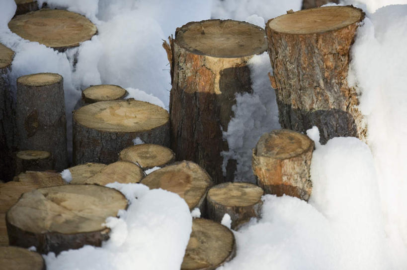 无人,横图,俯视,室外,白天,雪,大雪,静物,许多,阴影,散落,光线,影子,积雪,雪景,冬季,冬天,褐色,树桩,树,树干,白色,阳光,木桩,寒冷,卫生,纯真,严寒,洁净,光明,恬静,中间色,朴素,清白,柴禾,彩图,高角度拍摄