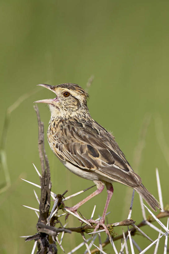 无人,站,竖图,室外,特写,白天,侧面,旅游,度假,美景,植物,鸟,非洲,坦桑尼亚,朦胧,模糊,鸟类,景观,枝条,注视,娱乐,树,树木,树枝,一只,绿色,自然,动物,观察,看,站着,张嘴,享受,休闲,景色,放松,可爱,活泼,生长,成长,观看,鸣叫,察看,关注,自然风光,张大嘴巴,观赏鸟,东非,坦桑尼亚联合共和国,虬枝,枝杈,百灵鸟,百灵,张开嘴,站立,彩图,全身