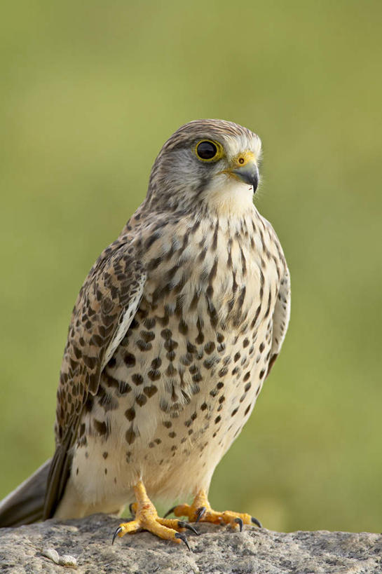 无人,站,竖图,室外,白天,正面,旅游,度假,草地,草坪,石头,美景,植物,鸟,非洲,坦桑尼亚,阴影,光线,鸟类,石子,影子,景观,注视,娱乐,草,一只,绿色,阳光,自然,观察,看,站着,享受,休闲,景色,放松,观看,察看,关注,自然风光,猎鹰,隼,东非,坦桑尼亚联合共和国,猎隼,石块,站立,彩图,全身