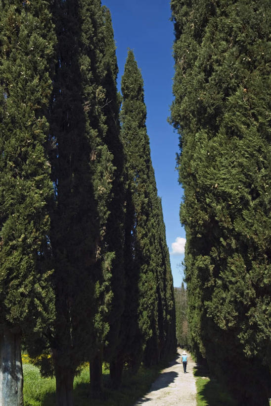 西方人,一个人,走,竖图,室外,白天,仰视,旅游,度假,草地,草坪,美景,植物,道路,路,欧洲,欧洲人,仅一个男性,仅一个人,一排,阴影,整齐,并列,并排,高耸,平静,光线,影子,景观,泥土,土壤,云,云朵,小路,交通,云彩,娱乐,草,树,树木,排列,仅一个年轻男性,蓝色,绿色,白云,蓝天,天空,阳光,自然,天,享受,休闲,景色,安静,放松,茂密,茂盛,生长,晴朗,成长,宁静,队列,静谧,自然风光,平行,镇静,沉静,恬静,安祥,僻静,清静,太平,挺拔,男人,男性,年轻男性,白种人,晴空,步行,散步,走路,彩图,低角度拍摄,全身