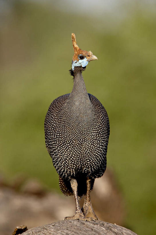 无人,公园,站,竖图,室外,特写,白天,正面,旅游,度假,草地,草坪,石头,美景,植物,鸟,非洲,肯尼亚,阴影,光线,鸟类,石子,影子,景观,注视,娱乐,草,一只,绿色,阳光,自然,观察,看,站着,享受,休闲,景色,放松,观看,察看,国家公园,关注,自然风光,沉积岩,珍珠鸡,阿非利加洲,鹫珠鸡,肯尼亚共和国,桑布鲁国家公园,水成岩,石块,岩石,站立,彩图,全身