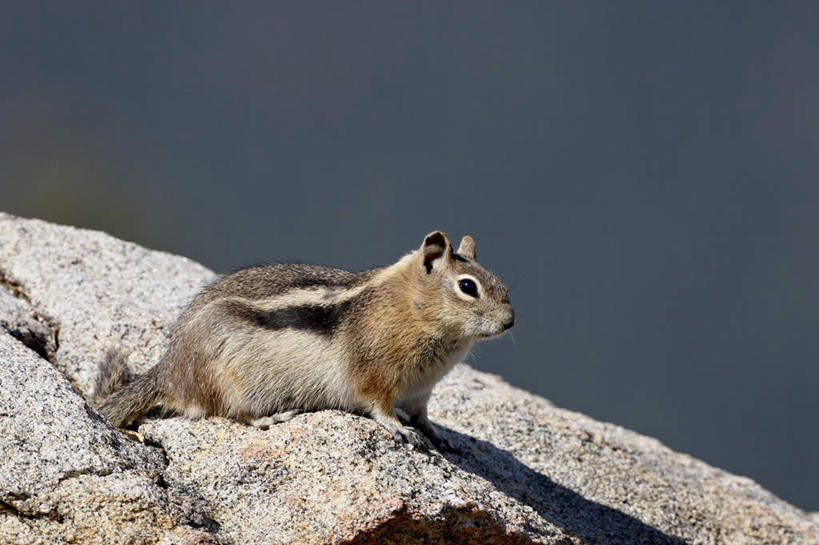 无人,蹲,横图,室外,白天,侧面,旅游,度假,美景,野生动物,美国,阴影,光线,影子,景观,注视,娱乐,一只,阳光,自然,动物,松鼠,观察,看,享受,休闲,景色,放松,可爱,遮,遮掩,活泼,观看,察看,北美,掩盖,北美洲,遮挡,关注,自然风光,美洲,遮盖,地松鼠,科罗拉多州,科罗拉多,北亚美利加洲,亚美利加洲,掩饰,百年州,蹲着,彩图,全身
