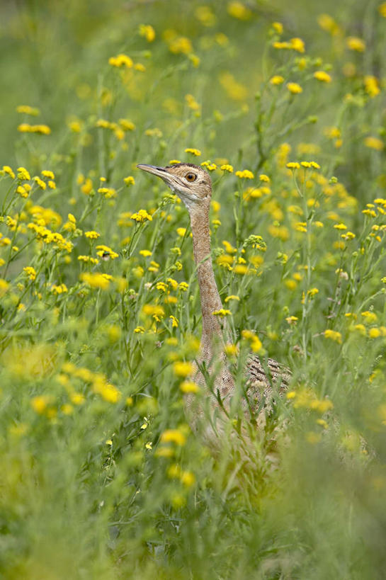 无人,站,闭眼,竖图,室外,白天,正面,旅游,度假,花海,花圃,美景,植物,鸟,野生动物,叶子,非洲,南非,阴影,盛开,光线,鸟类,影子,景观,花蕾,娱乐,花,花瓣,花朵,花卉,鲜花,一只,绿色,阳光,自然,动物,花丛,花束,花田,花苞,花蕊,站着,享受,休闲,景色,放松,可爱,活泼,自然风光,阿非利加洲,鸨鸟,大鸨,地鵏,野雁,南非共和国,闭眼睛,闭着眼,闭着眼睛,抬头,仰头,站立,半身,彩图