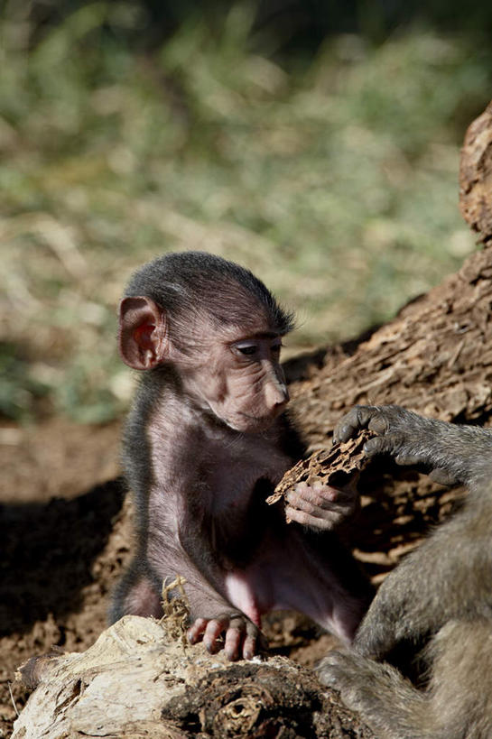 无人,站,竖图,俯视,室外,白天,草地,草坪,石头,美景,植物,野生动物,非洲,肯尼亚,握,阴影,光线,狒狒,石子,影子,景观,枝条,拿,拿着,注视,草,树,树木,树枝,绿色,阳光,自然,动物,观察,看,站着,两只,景色,可爱,握着,活泼,观看,察看,关注,自然风光,阿非利加洲,东非狒狒,橄榄狒狒,绿狒狒,肯尼亚共和国,虬枝,枝杈,石块,岩石,站立,半身,彩图,高角度拍摄