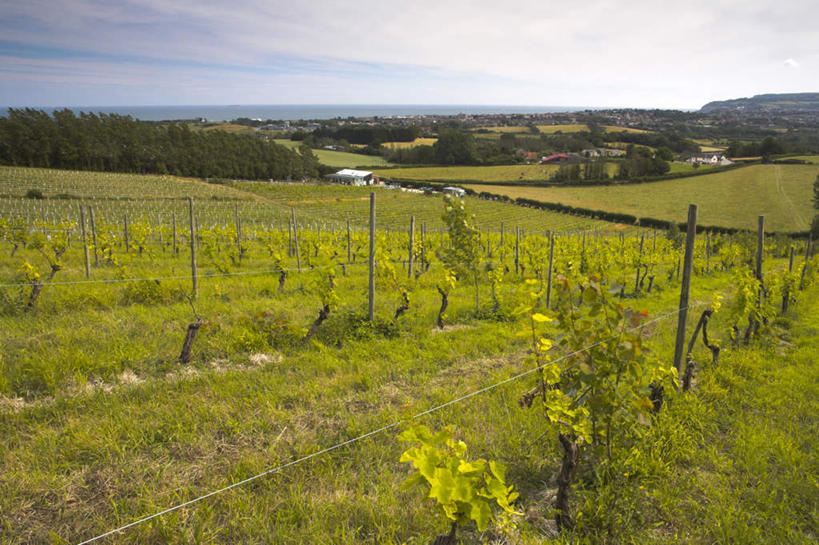 无人,果园,横图,室外,白天,正面,旅游,度假,美景,田园,植物,叶子,英国,欧洲,阴影,光线,影子,景观,云,云朵,绿叶,云彩,娱乐,英格兰,葡萄园,架子,树,树木,蓝色,绿色,白云,蓝天,天空,阳光,自然,庄园,天,享受,休闲,嫩叶,景色,放松,生长,晴朗,成长,支撑,葡萄藤,固定,西欧,自然风光,大不列颠,葡萄架,大不列颠及北爱尔兰联合王国,大不列颠联合王国,日不落英帝国,英吉利,叶,叶片,晴空,彩图