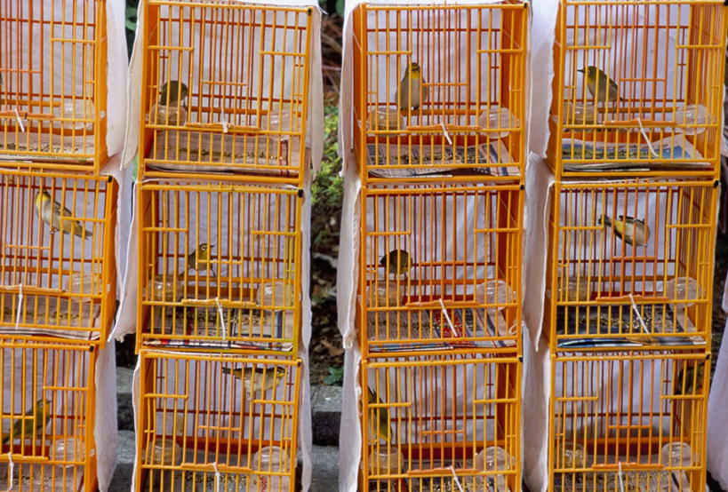 无人,站,横图,俯视,室外,特写,白天,旅游,度假,鸟,金属制品,香港,中国,亚洲,一堆,一排,一群,许多,堆叠,堆积,整齐,金属,鸟类,笼子,集市,市场,很多,注视,娱乐,排列,观察,看,站着,享受,休闲,橙色,放松,观看,堆,港,察看,放置,搁置,安排,队列,关注,东亚,九龙,旺角,香港特别行政区,港澳台,中华人民共和国,九龙半岛,油尖旺区,站立,彩图,高角度拍摄,全身