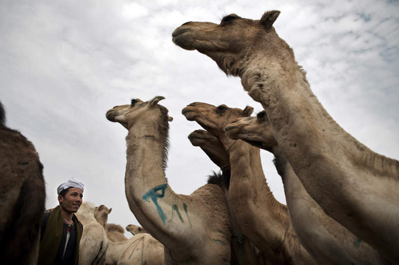 无人,站,横图,室外,白天,仰视,旅游,度假,美景,城市,野生动物,非洲,埃及,开罗,一群,许多,景观,云,云朵,首都,很多,云彩,注视,娱乐,骆驼,蓝色,白云,蓝天,天空,自然,动物,天,观察,看,站着,享受,休闲,景色,放松,运输,晴朗,观看,察看,古埃及,关注,自然风光,北非,首府,沙漠之舟,阿拉伯埃及共和国,金字塔之国,棉花之国,阿非利加洲,开罗省,原驼,晴空,站立,半身,彩图,低角度拍摄