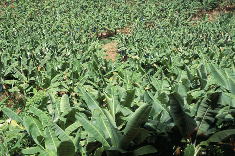 无人,横图,室外,白天,正面,旅游,度假,岛屿,美景,植物,香蕉,水果,叶子,法国,欧洲,阴影,新鲜,光线,纹理,影子,岛,景观,生食,食品,果实,绿叶,娱乐,食物,绿色,阳光,自然,享受,休闲,嫩叶,景色,放松,有机食品,绿色食品,生长,成长,自然风光,法兰西共和国,肌理,法兰西第五共和国,马提尼克,马提尼克岛,叶,叶片,叶脉,列岛,群岛,诸岛,甘蕉,彩图