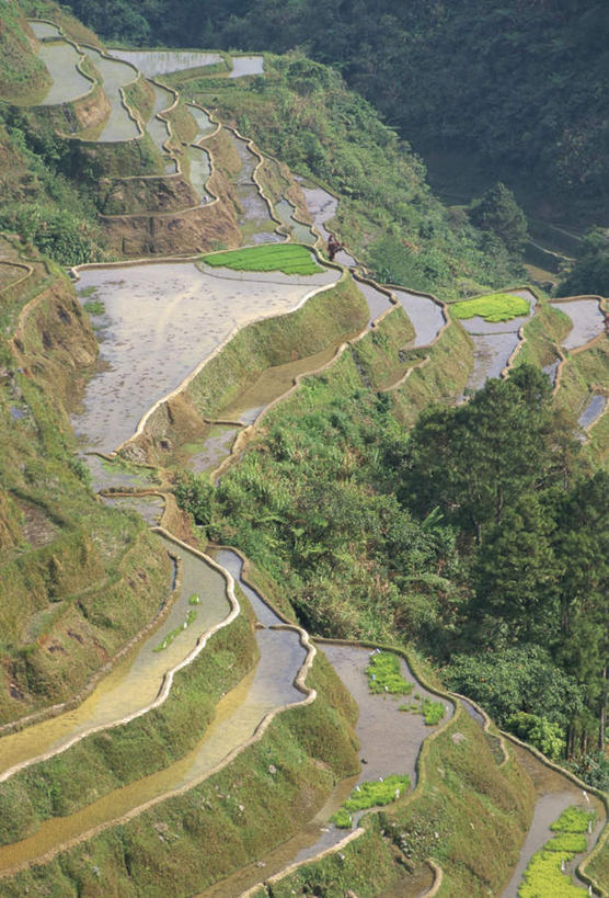 无人,农田,竖图,俯视,室外,白天,旅游,度假,庄稼,梯田,农作物,草地,草坪,岛屿,美景,山,山脉,植物,道路,路,菲律宾,亚洲,阴影,曲折,弯曲,光线,影子,岛,景观,山峰,小路,交通,山峦,娱乐,草,树,树木,绿色,阳光,自然,群山,享受,休闲,景色,放松,东南亚,蜿蜒,茂盛,生长,成长,连绵,繁茂,绵延,自然风光,兴旺,昌盛,菲律宾共和国,菲律宾群岛,吕宋岛,绵亘,昌隆,畅旺,发达,蕃芜,繁盛,富强,隆盛,蓬勃,旺盛,兴隆,兴盛,郁勃,列岛,群岛,诸岛,彩图,高角度拍摄,耕地,庄稼田