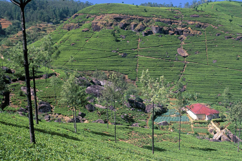 无人,家,农田,横图,俯视,室外,白天,旅游,度假,兴奋,热情,农业,庄稼,农作物,草地,草坪,美景,植物,斯里兰卡,亚洲,阴影,光线,影子,房屋,墙,屋顶,屋子,稻田,景观,开放,顶棚,娱乐,楼房,墙壁,墙面,住宅,草,树,树木,红色,蓝色,绿色,蓝天,天空,阳光,自然,天,享受,休闲,健康,温暖,景色,奔放,放松,活力,积极,激情,朝气,生长,晴朗,成长,暖色,吉祥,生命,自然风光,南亚,饱满,万里无云,斯里兰卡民主社会主义共和国,革命,热烈,赤色,充实,斗志,喜气,主动,努瓦拉埃利亚,努沃勒埃利耶,晴空,晴空万里,彩图,高角度拍摄,欢乐,耕地,庄稼田,房子