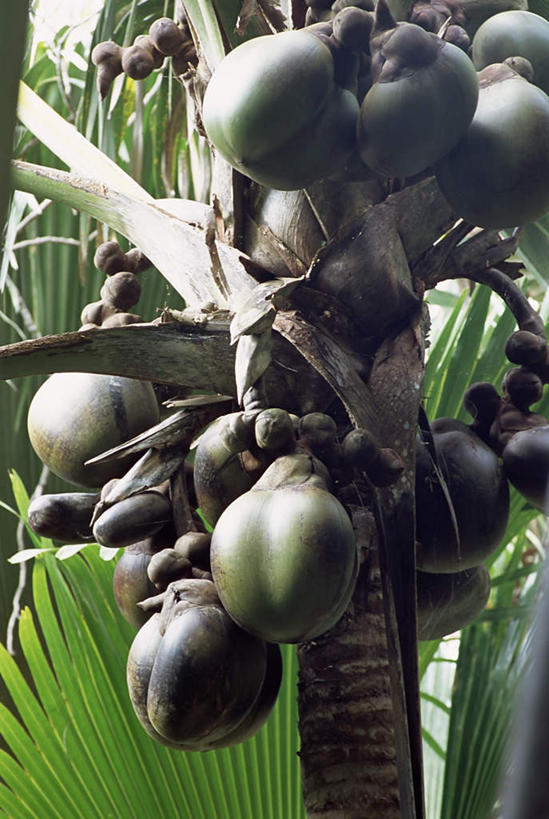 无人,竖图,室外,特写,白天,正面,旅游,度假,美景,植物,棕榈树,水果,叶子,非洲,塞舌尔,阴影,新鲜,光线,影子,景观,果子,生食,食品,果实,绿叶,娱乐,树,树木,食物,绿色,阳光,自然,享受,休闲,嫩叶,景色,放松,有机食品,绿色食品,生长,成长,自然风光,棕榈叶,塞舌尔共和国,阿非利加洲,东非,普拉斯林岛,叶,叶片,彩图