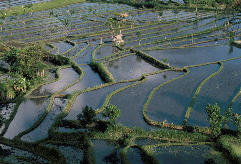 无人,农田,横图,俯视,航拍,室外,白天,旅游,度假,庄稼,梯田,农作物,美景,植物,印度尼西亚,印尼,亚洲,阴影,曲折,弯曲,光线,影子,景观,水塘,娱乐,树,树木,绿色,倒影,阳光,自然,享受,休闲,景色,巴厘岛,放松,东南亚,蜿蜒,生长,成长,倒映,鸟瞰,自然风光,印度尼西亚共和国,巴厘省,反照,彩图,高角度拍摄,耕地,庄稼田