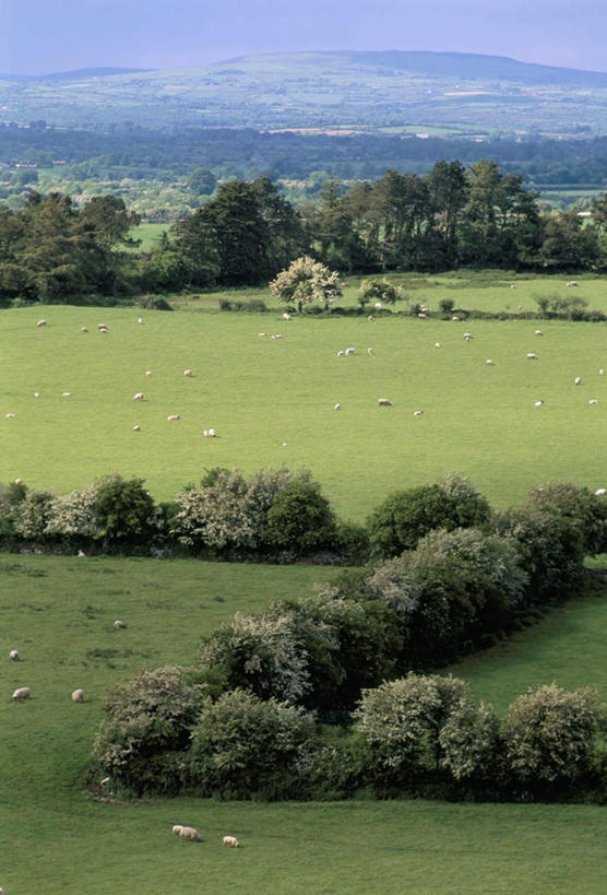 无人,农场,竖图,俯视,室外,白天,旅游,度假,畜牧业,牧场,草地,草坪,美景,植物,爱尔兰,欧洲,阴影,光线,影子,景观,娱乐,草,树,树木,蓝色,绿色,蓝天,天空,阳光,自然,天,享受,休闲,景色,放松,生长,晴朗,成长,西欧,自然风光,畜牧,万里无云,爱尔兰共和国,牧业,蒂珀雷里郡,晴空,晴空万里,彩图,高角度拍摄