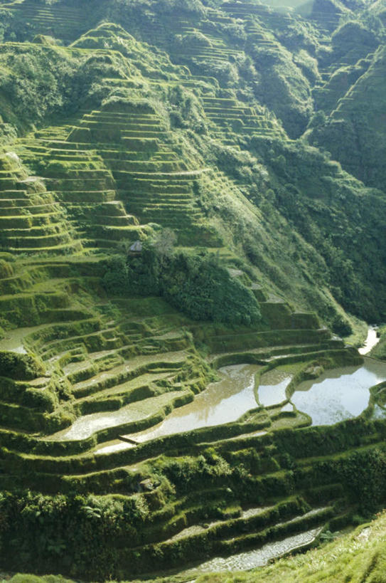 无人,农田,竖图,俯视,室外,白天,庄稼,梯田,农作物,岛屿,河流,美景,山,山脉,水,菲律宾,亚洲,阴影,波纹,丰富,丰收,曲折,弯曲,光线,影子,岛,河水,景观,山峰,水流,涟漪,山峦,丰盛,倒影,水纹,阳光,自然,波浪,群山,景色,东南亚,蜿蜒,倒映,自然风光,水晕,菲律宾共和国,菲律宾群岛,吕宋岛,丰登,丰硕,反照,巴拿威梯田,列岛,群岛,诸岛,彩图,高角度拍摄,耕地,庄稼田