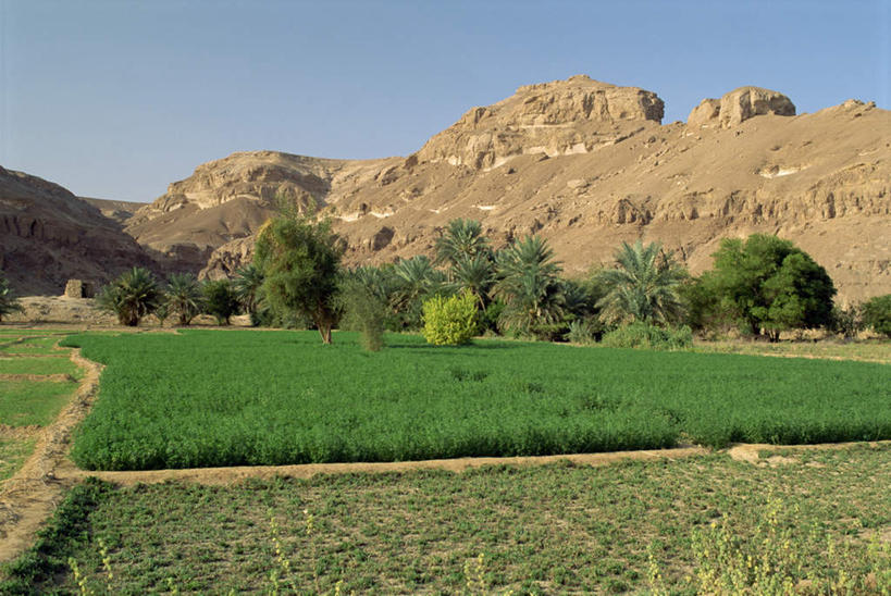 无人,农田,横图,室外,白天,正面,旅游,度假,农业,庄稼,农作物,美景,山,山脉,植物,也门,亚洲,阴影,光线,影子,景观,山峰,山峦,娱乐,树,树木,蓝色,绿色,蓝天,天空,阳光,自然,群山,天,享受,休闲,旅游胜地,景色,放松,生长,晴朗,成长,自然风光,西亚,万里无云,也门共和国,晴空,晴空万里,彩图,耕地,庄稼田