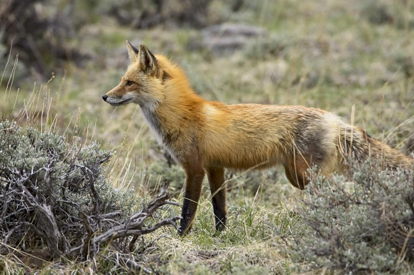 无人,公园,站,横图,室外,特写,白天,侧面,旅游,度假,美景,植物,狐狸,野生动物,美国,阴影,枯萎,光线,影子,景观,枯草,注视,娱乐,草,一只,黄色,阳光,自然,动物,观察,看,站着,享受,休闲,景色,放松,观看,察看,北美,北美洲,国家公园,关注,自然风光,美洲,狡猾,科罗拉多州,科罗拉多,北亚美利加洲,亚美利加洲,百年州,狡诈,火狐,洛基山国家公园,美国落矶山国家公园,红狐,赤狐,草狐,站立,半身,彩图,落基山国家公园