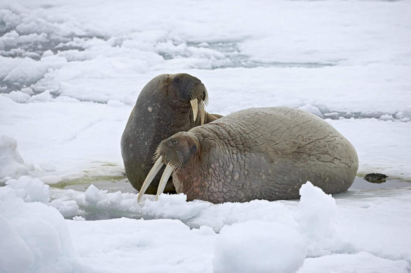 无人,站,横图,室外,白天,正面,旅游,度假,北极,美景,雪,大雪,哺乳动物,野生动物,阴影,光线,影子,积雪,景观,雪景,冬季,冬天,注视,娱乐,阳光,自然,动物,观察,看,站着,两只,享受,休闲,景色,放松,寒冷,观看,察看,关注,自然风光,严寒,北极地区,北极区,北极圈,象,站立,彩图,全身