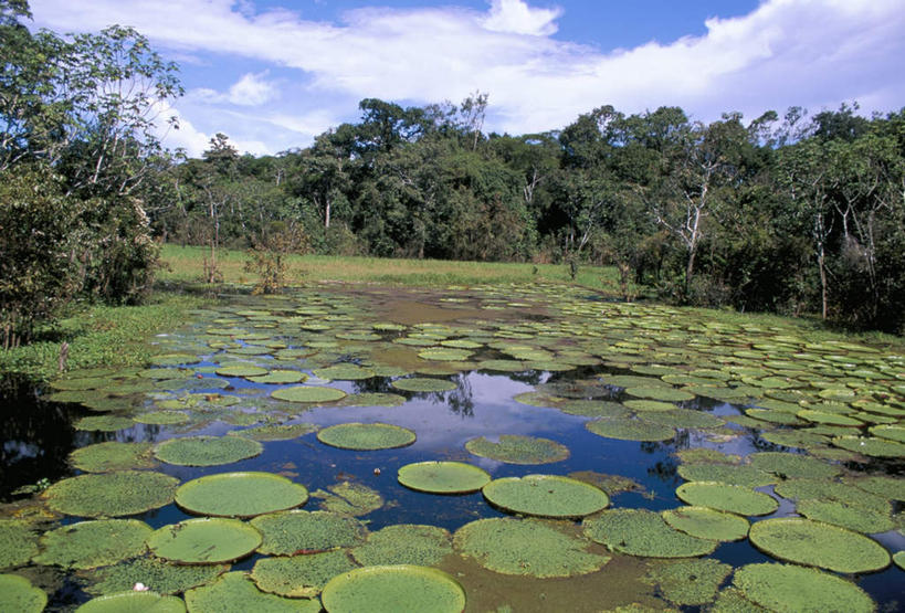 无人,横图,室外,白天,正面,旅游,度假,草地,草坪,湖,湖泊,美景,树林,水,植物,睡莲,巴西,许多,阴影,波纹,盛开,光线,影子,湖面,景观,水流,水面,云,云朵,涟漪,花蕾,云彩,娱乐,草,花,花瓣,花朵,鲜花,树,树木,排列,蓝色,绿色,白云,倒影,蓝天,水纹,天空,阳光,自然,波浪,湖水,天,花苞,花蕊,享受,休闲,景色,南美,放松,生长,晴朗,成长,南美洲,倒映,拉丁美洲,自然风光,美洲,纯真,妖艳,巴西联邦共和国,首府,水晕,亚美利加洲,南亚美利加洲,水芹花,抒情,洁净,摆列,马瑙斯,亚马孙,亚马孙州,反照,水洋花,子午莲,晴空,彩图,布列,分列
