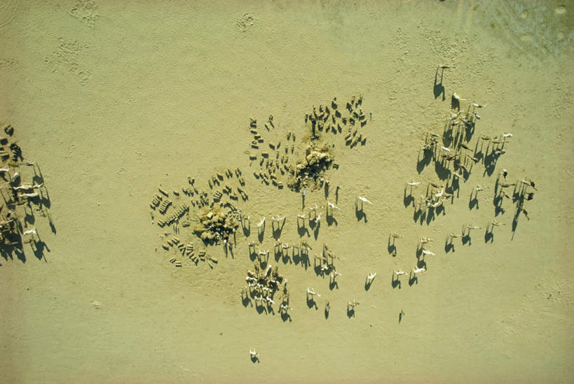 无人,走,横图,俯视,航拍,室外,白天,旅游,度假,美景,沙漠,野生动物,非洲,尼日尔,一排,许多,阴影,整齐,光线,影子,景观,辽阔,很多,注视,娱乐,骆驼,排列,阳光,自然,动物,观察,看,享受,休闲,广阔,景色,放松,运输,观看,察看,鸟瞰,队列,关注,贫瘠,自然风光,沙漠之舟,单峰骆驼,广大,尼日尔共和国,西非,广漠,瘠薄,大漠,砂漠,步行,散步,走路,彩图,高角度拍摄,全身