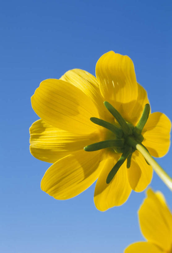 无人,公园,竖图,室外,特写,白天,仰视,旅游,度假,美景,美国,阴影,盛开,透明,光线,影子,景观,辉煌,花蕾,娱乐,花,花瓣,花朵,鲜花,一朵,黄色,蓝色,蓝天,天空,阳光,自然,天,花苞,花蕊,享受,休闲,健康,景色,放松,活泼,晴朗,希望,暖色,北美,北美洲,国家公园,自然风光,美洲,光辉,内华达州,万里无云,北亚美利加洲,亚美利加洲,内华达,北美艾灌木丛州,产银之州,银山州,银之州,光明,功名,轻快,红岩峡谷,红岩峡谷国家公园,美国红岩峡谷国家公园,晴空,晴空万里,彩图,低角度拍摄