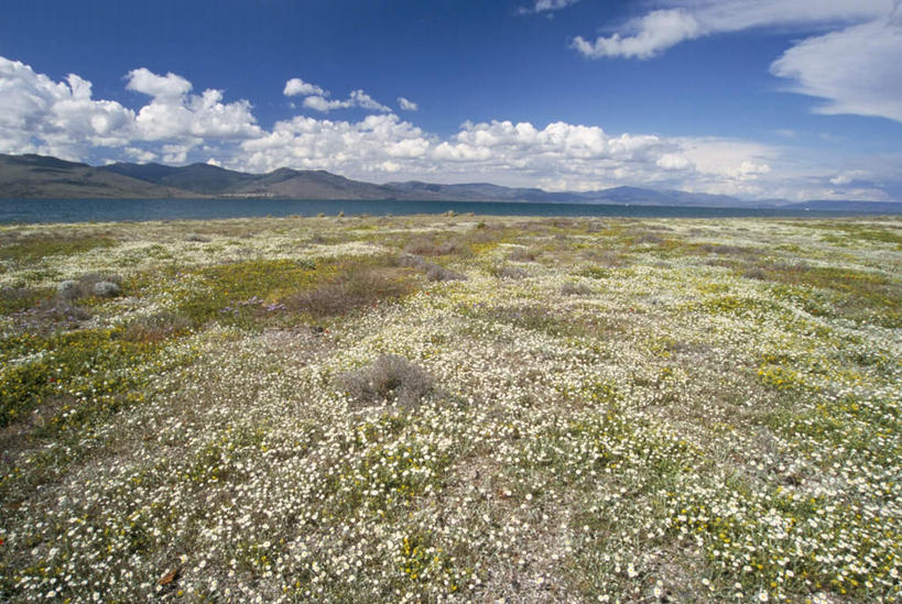 无人,横图,全景,室外,白天,正面,旅游,度假,草地,草坪,岛屿,海浪,海洋,花海,花圃,石头,美景,沙滩,天际线,植物,叶子,希腊,欧洲,阴影,盛开,光线,沙子,石子,影子,岛,海岸,景观,浪花,云,云朵,沙地,花蕾,云彩,娱乐,草,花,花瓣,花朵,花卉,鲜花,蓝色,绿色,白云,蓝天,天空,阳光,自然,海水,花丛,花束,花田,天,花苞,花蕊,享受,休闲,景色,放松,晴朗,自然风光,海景,希腊共和国,北爱琴海,北爱琴海大区,莱斯博斯岛,大海,风浪,海,海水的波动,海滩,近岸浪,列岛,群岛,石块,岩石,涌浪,诸岛,晴空,彩图