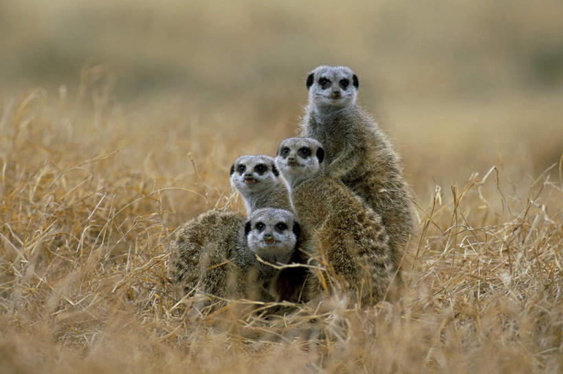 无人,站,横图,室外,白天,正面,美景,植物,哺乳动物,野生动物,非洲,南非,四只,阴影,枯萎,光线,影子,景观,枯草,草,黄色,阳光,自然,动物,站着,景色,可爱,活泼,自然风光,狐獴,猫鼬,阿非利加洲,灰爪狸,细尾獴,南非共和国,站立,彩图,全身