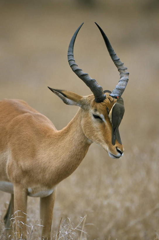 无人,站,竖图,室外,白天,正面,美景,植物,野生动物,羊,非洲,南非,阴影,枯萎,光线,羚羊,影子,景观,枯草,草,一只,黄色,阳光,自然,动物,站着,景色,可爱,活泼,自然风光,黑斑羚,阿非利加洲,南非共和国,斑羚,站立,半身,彩图