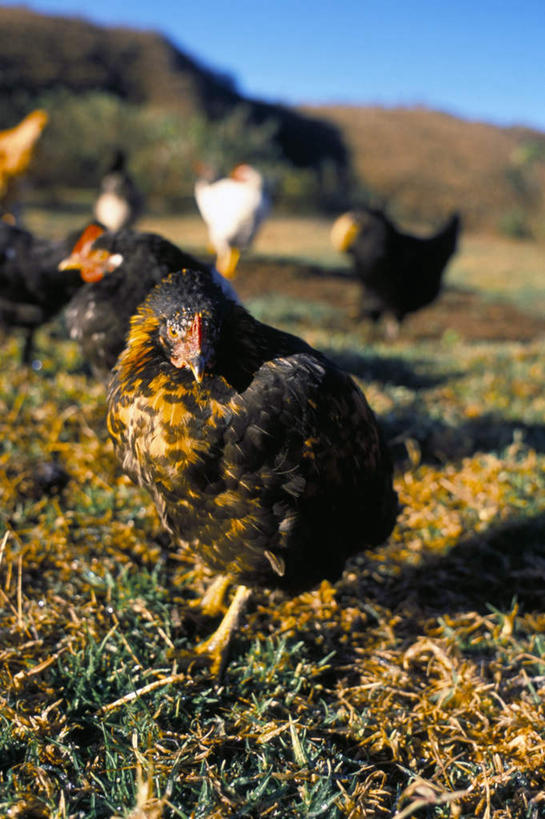 无人,站,竖图,室外,白天,正面,旅游,度假,草地,草坪,美景,植物,鸡,阿根廷,许多,阴影,光线,影子,景观,很多,注视,娱乐,家禽,草,蓝色,绿色,蓝天,天空,阳光,自然,动物,天,观察,看,站着,享受,休闲,景色,南美,放松,牲畜,晴朗,观看,察看,南美洲,拉丁美洲,关注,自然风光,美洲,万里无云,亚美利加洲,南亚美利加洲,阿根廷共和国,萨尔塔,萨尔塔省,晴空,晴空万里,站立,彩图,全身