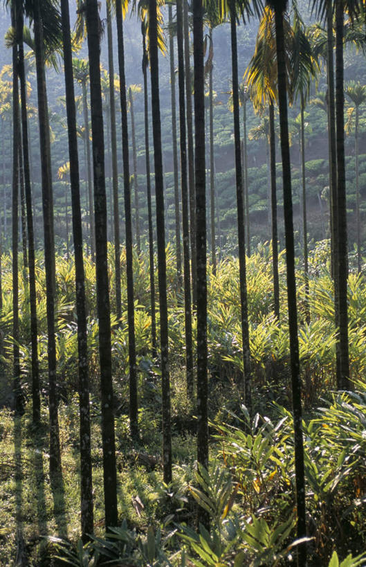 无人,竖图,室外,白天,正面,旅游,度假,美景,植物,叶子,印度,亚洲,一排,阴影,整齐,并列,并排,光线,影子,景观,绿叶,树桩,草药,药草,娱乐,中药,树,树干,树木,排列,绿色,阳光,自然,享受,休闲,嫩叶,木桩,景色,放松,生长,成长,豆蔻,队列,自然风光,南亚,药材,中草药,平行,中药材,本草,喀拉拉邦,印度共和国,消食,白豆蔻,喀拉拉,叶,叶片,彩图,开胃