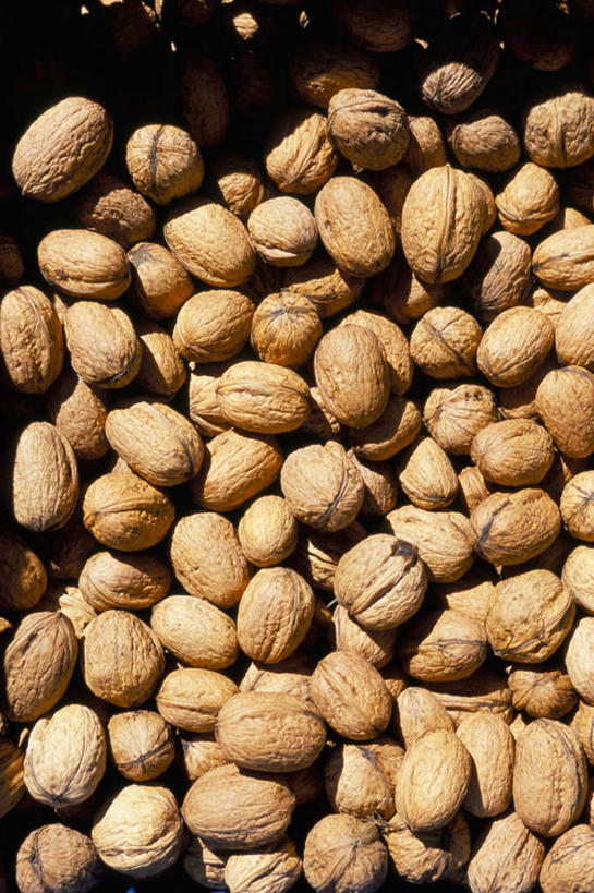 无人,竖图,俯视,室外,白天,西班牙,欧洲,许多,阴影,堆积,光线,影子,核桃,坚果,棕色,果实,很多,阳光,干果,南欧,聚集,积累,胡桃,西班牙王国,羌桃,聚积,沉积,堆集,彩图,高角度拍摄