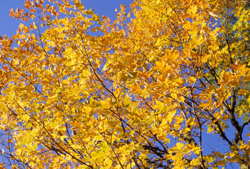 无人,横图,室外,白天,仰视,旅游,度假,美景,秋季,植物,叶子,欧洲,保加利亚,阴影,光线,影子,景观,枝条,娱乐,树,树木,树枝,黄色,蓝色,蓝天,天空,阳光,自然,天,享受,休闲,景色,放松,晴朗,南欧,自然风光,万里无云,保加利亚共和国,虬枝,枝杈,叶,叶片,晴空,晴空万里,秋,秋天,彩图,低角度拍摄