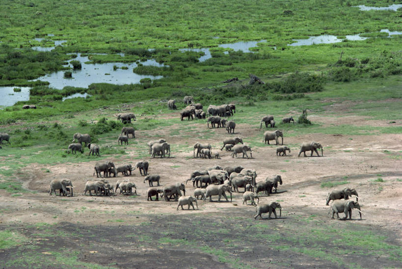无人,站,走,横图,俯视,航拍,室外,白天,旅游,度假,草地,草原,美景,植物,哺乳动物,大象,野生动物,非洲,一群,许多,阴影,光线,影子,景观,旷野,非洲象,很多,注视,娱乐,草,绿色,阳光,自然,动物,观察,看,站着,享受,休闲,景色,放松,观看,察看,国家公园,鸟瞰,关注,自然风光,原野,阿非利加洲,安波塞利国家公园,安博塞利国家公园,象,步行,散步,站立,走路,彩图,高角度拍摄,全身