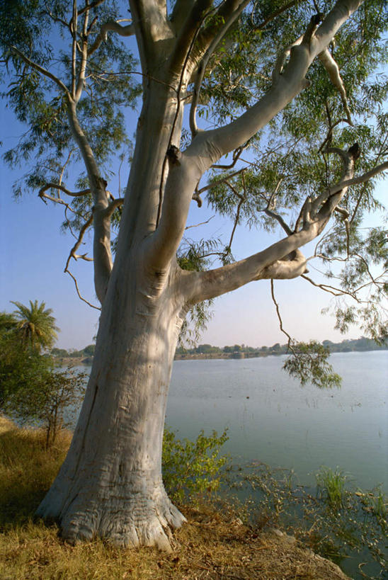 无人,竖图,室外,白天,正面,旅游,度假,湖,湖泊,美景,水,植物,印度,亚洲,阴影,波纹,光线,影子,湖面,景观,水流,水面,树桩,枝条,涟漪,娱乐,树,树干,树木,树枝,蓝色,绿色,倒影,蓝天,水纹,天空,阳光,自然,波浪,湖水,天,享受,休闲,木桩,景色,放松,生长,晴朗,成长,倒映,自然风光,南亚,万里无云,桉树,拉贾斯坦邦,拉贾斯坦,印度共和国,水晕,尤加利,反照,虬枝,枝杈,晴空,晴空万里,彩图