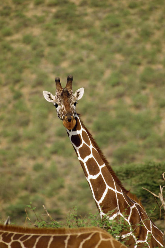 无人,站,竖图,室外,特写,白天,正面,草地,草坪,美景,植物,哺乳动物,长颈鹿,野生动物,非洲,肯尼亚,阴影,朦胧,模糊,光线,影子,景观,注视,草,一只,绿色,阳光,自然,动物,观察,看,站着,景色,活泼,观看,察看,关注,自然风光,阿非利加洲,肯尼亚共和国,索马里亚长颈鹿,网纹长颈鹿,站立,半身,彩图