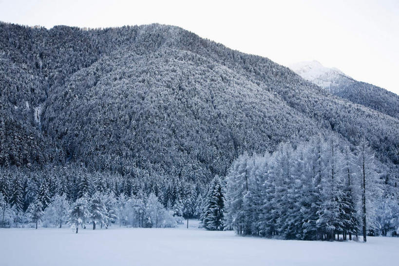 无人,横图,室外,白天,正面,旅游,度假,美景,森林,山,树林,雪,雪山,植物,大雪,意大利,欧洲,阴影,光线,影子,冰,积雪,景观,山峰,雪景,冬季,冬天,山峦,娱乐,树,树木,蓝色,绿色,蓝天,天空,阳光,自然,天,享受,休闲,景色,放松,寒冷,生长,晴朗,成长,冰冷,南欧,自然风光,万里无云,意大利共和国,严寒,冰凉,酷寒,凛冽,凛凛,极冷,皮埃蒙特大区,皮埃蒙特,晴空,晴空万里,彩图