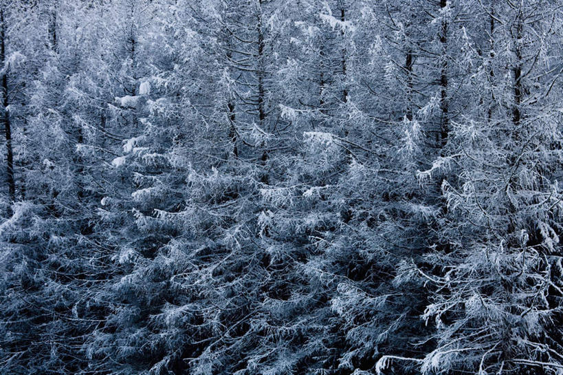 无人,横图,俯视,室外,白天,旅游,度假,美景,森林,树林,雪,植物,大雪,意大利,欧洲,阴影,光线,影子,积雪,景观,雪景,冬季,冬天,娱乐,树,树木,绿色,阳光,自然,享受,休闲,景色,放松,寒冷,生长,成长,南欧,自然风光,意大利共和国,严寒,皮埃蒙特大区,皮埃蒙特,彩图,高角度拍摄