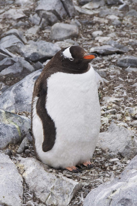 无人,站,竖图,俯视,室外,白天,旅游,度假,石头,美景,企鹅,野生动物,石子,景观,注视,娱乐,一只,自然,动物,观察,看,站着,享受,休闲,景色,放松,可爱,活泼,观看,察看,关注,自然风光,南极洲,巴布亚企鹅,白眉企鹅,金图企鹅,格雷厄姆地,库佛维尔岛,南极半岛,南极大陆,帕默半岛,石块,岩石,站立,彩图,高角度拍摄,全身