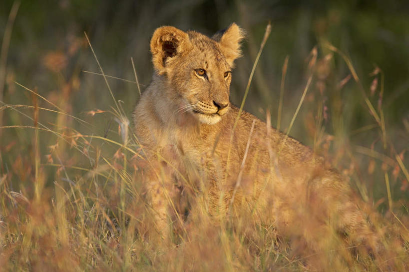 无人,站,横图,室外,白天,正面,旅游,度假,美景,植物,哺乳动物,野生动物,狮子,非洲,肯尼亚,阴影,枯萎,光线,影子,景观,枯草,注视,娱乐,草,一只,黄色,阳光,自然,动物,观察,看,站着,享受,休闲,景色,放松,幼崽,观看,察看,国家公园,关注,自然风光,凶猛,阿非利加洲,肯尼亚共和国,马赛马拉国家公园,残暴,凶残,站立,半身,彩图