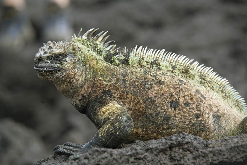 无人,站,横图,室外,特写,白天,侧面,石头,美景,野生动物,蜥蜴,阴影,朦胧,模糊,光线,鬣蜥,石子,影子,景观,注视,一只,阳光,自然,动物,观察,看,站着,景色,观看,察看,关注,自然风光,石龙子,泉龙,猪婆蛇,四脚蛇,蜴,海鬣蜥,钝鼻蜥,石块,岩石,站立,半身,彩图