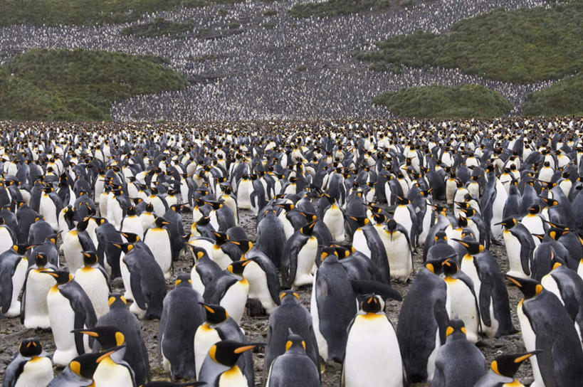 无人,站,横图,俯视,室外,白天,草地,草坪,石头,美景,山,山脉,植物,企鹅,野生动物,许多,石子,景观,山峰,山峦,注视,草,排列,绿色,自然,动物,群山,观察,看,站着,景色,南美,可爱,活泼,观看,察看,南美洲,拉丁美洲,关注,自然风光,美洲,帝企鹅,亚美利加洲,南亚美利加洲,摆列,皇帝企鹅,南乔治亚岛,福克兰群岛,马尔维纳斯群岛,皇企鹅,石块,岩石,站立,彩图,高角度拍摄,布列,分列