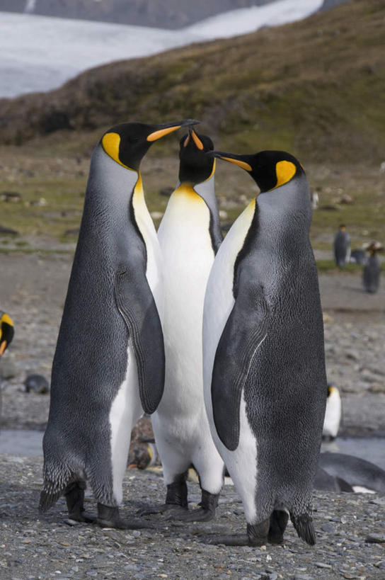 无人,站,竖图,室外,白天,侧面,旅游,度假,草地,草坪,石头,美景,沙滩,山,山脉,植物,企鹅,野生动物,许多,阴影,光线,沙子,石子,影子,海岸,景观,山峰,云,云朵,沙地,山峦,很多,云彩,注视,娱乐,草,蓝色,绿色,白云,蓝天,天空,阳光,自然,动物,群山,天,观察,看,站着,享受,休闲,景色,南美,放松,可爱,活泼,晴朗,观看,连绵,察看,南美洲,绵延,拉丁美洲,关注,自然风光,美洲,亚美利加洲,南亚美利加洲,绵亘,南乔治亚岛,福克兰群岛,马岛,马尔维纳斯群岛,国王企鹅,王企鹅,海滩,石块,岩石,晴空,站立,彩图,全身