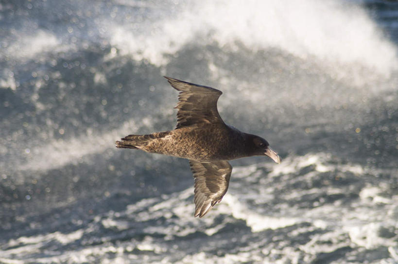 无人,横图,俯视,室外,白天,海浪,海洋,美景,鸟,燕子,飞翔,伸展,张开,展翅,阴影,朦胧,模糊,飞行,光线,翅膀,鸟类,影子,景观,浪花,翱翔,注视,飞,一只,阳光,自然,海水,观察,看,景色,南美,可爱,活泼,观看,察看,南美洲,拉丁美洲,关注,自然风光,美洲,海景,张开翅膀,亚美利加洲,南亚美利加洲,拙燕,福克兰群岛,展开翅膀,马尔维纳斯群岛,大海,风浪,海,海水的波动,近岸浪,涌浪,海燕,彩图,高角度拍摄,全身,益鸟