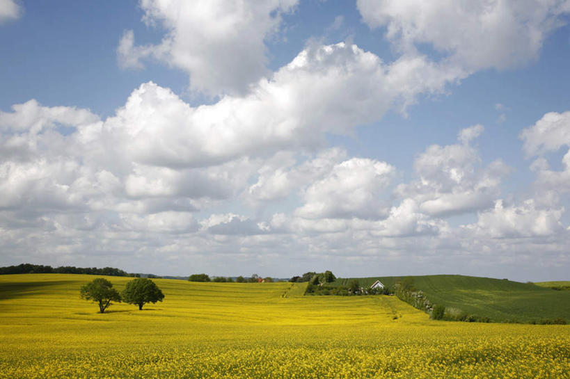无人,农田,横图,室内,白天,正面,旅游,度假,庄稼,农作物,草地,草坪,美景,植物,丹麦,欧洲,阴影,丰富,丰收,光线,影子,景观,云,云朵,丰盛,云彩,娱乐,草,树,树木,蓝色,绿色,白云,蓝天,天空,阳光,自然,天,享受,休闲,景色,放松,生长,晴朗,成长,自然风光,北欧,斯堪的纳维亚半岛,丹麦王国,丰登,丰硕,日德兰半岛,晴空,彩图,耕地,庄稼田