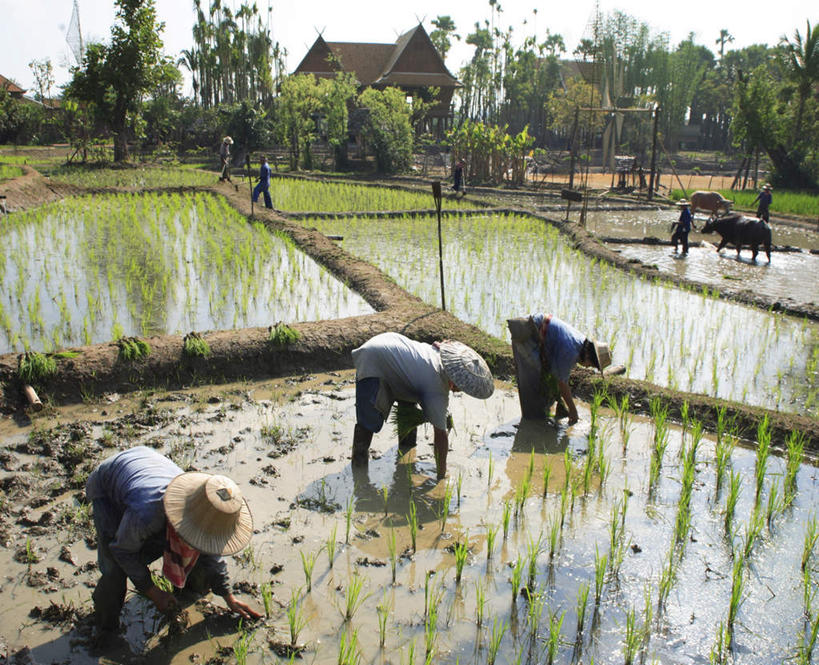 东方人,农民,家,农田,站,走,横图,室外,白天,侧面,旅游,度假,农业,庄稼,农作物,草地,草坪,美景,植物,牛,帽子,泰国,亚洲,弯腰,种植,阴影,服装,光线,草帽,影子,房屋,屋子,稻田,景观,许多人,休闲装,黄种人,娱乐,楼房,住宅,草,树,树木,衣服,蓝色,绿色,蓝天,天空,阳光,自然,动物,天,站着,一群人,享受,休闲,休闲服,家畜,景色,放松,服饰,东南亚,牲畜,生长,晴朗,成长,栽培,栽种,自然风光,万里无云,泰王国,弯身,莳植,男人,男性,女人,女性,中年男性,中年女性,亚洲人,晴空,晴空万里,佃农,农场主,农夫,农工,乡下人,小农,庄稼人,步行,散步,站立,走路,彩图,全身,耕地,庄稼田,房子