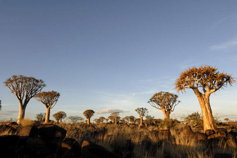 无人,竖图,室外,白天,仰视,旅游,度假,美景,日落,植物,非洲,纳米比亚,景观,晚霞,霞光,落日,娱乐,树,树木,绿色,自然,黄昏,享受,休闲,景色,彩霞,放松,生长,成长,自然风光,纳米比亚共和国,夕照,大树芦荟,夕阳,彩图,低角度拍摄,斜阳