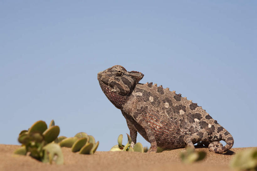 无人,横图,室外,白天,侧面,旅游,度假,美景,沙漠,植物,仙人掌,变色龙,野生动物,非洲,纳米比亚,阴影,光线,火焰,沙子,影子,景观,草药,注视,娱乐,中药,一只,蓝色,蓝天,天空,阳光,自然,动物,天,观察,看,享受,休闲,爬,景色,放松,晴朗,观看,察看,关注,自然风光,药材,中草药,中药材,本草,万里无云,牛舌头,纳米比亚共和国,避役,大漠,砂漠,晴空,晴空万里,玉芙蓉,仙巴掌,火掌,霸王树,彩图,全身