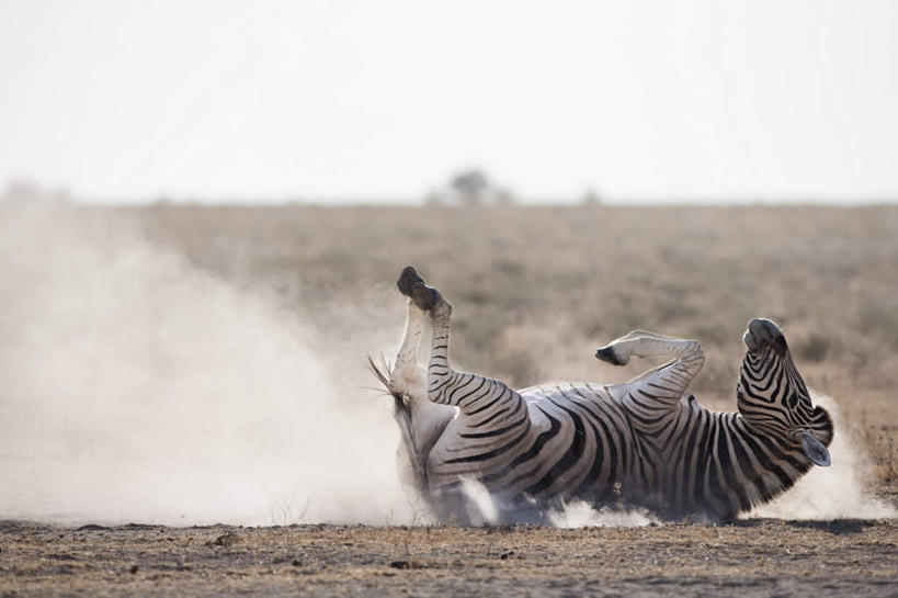 无人,公园,横图,俯视,室外,白天,旅游,度假,石头,美景,斑马,马,野生动物,非洲,纳米比亚,阴影,飞溅,朦胧,模糊,溅,光线,石子,影子,景观,娱乐,一匹,蓝色,蓝天,天空,阳光,自然,动物,天,享受,休闲,景色,放松,可爱,牲畜,活泼,晴朗,摔倒,国家公园,喷洒,自然风光,跌倒,万里无云,埃托沙公园,埃托沙国家公园,纳米比亚共和国,石块,岩石,晴空,晴空万里,彩图,高角度拍摄,全身